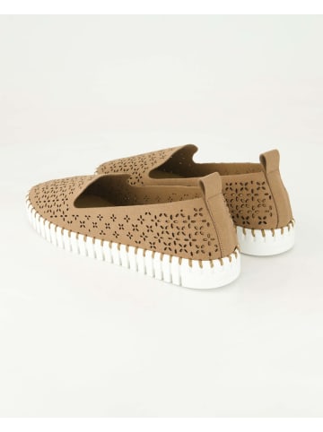 Terry Slipper in Braun