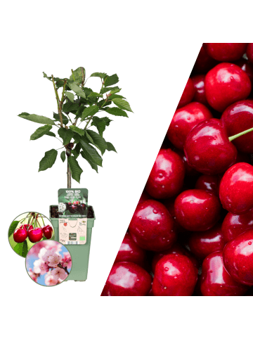 NatureNest Biologischer Kirschbaum  1 x Prunus Avium 