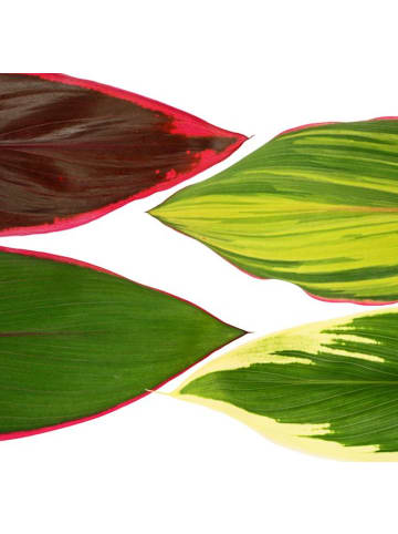 MeinVIPShop Zimmerpflanze Cordyline fruticosa 5er Set