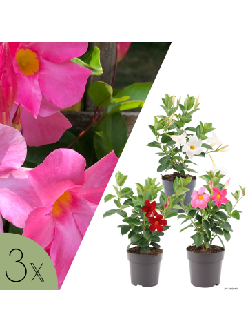 NatureNest 3 Mandevilla Pflanzen Mix in Bunt Topf 10 cm Höhe 20 cm