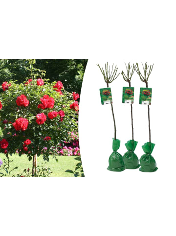 GARDENZO 3er-Set: XXL Großblütige Stielrosen in Rot