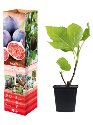 GARDENZO 4er-Set: Feigenpflanzen