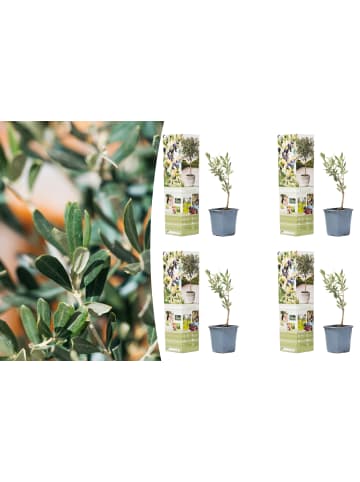 GARDENZO 4er-Set: Planzen Oliven 