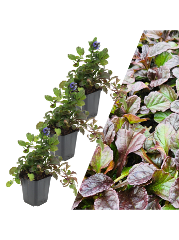 NatureNest 3 Kriechendes Zenegrün pflanzen  Ajuga reptans