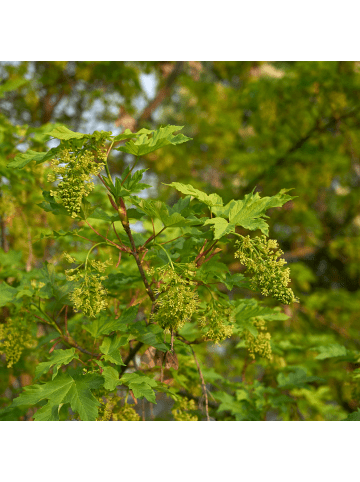 NatureNest Ahorn platanoides Globosum Kugelahorn in Multicolour