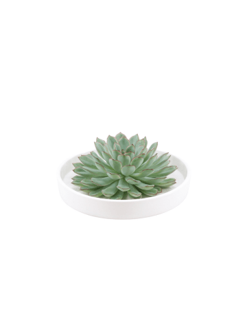 NatureNest Echeveria Pulidonis kompakte Sukkulente in Dekoschale