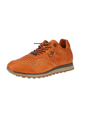 Cetti Sneaker low C-848 INV27 in Orange