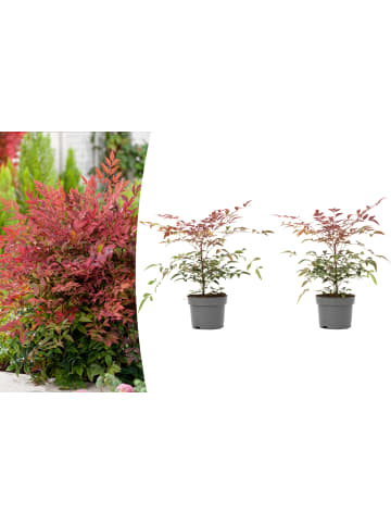 GARDENZO 2er-Set: Nandina Domestica Obsessed in Bunt