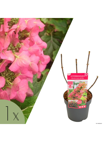 NatureNest Hydrangea quercifolia Ruby Slippers Pflanze in Rot