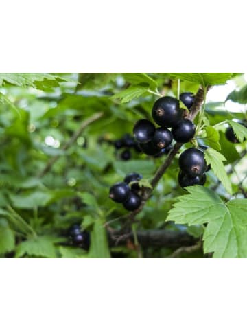 GARDENZO 2er-Set: Beeren auf Stamm in Schwarz
