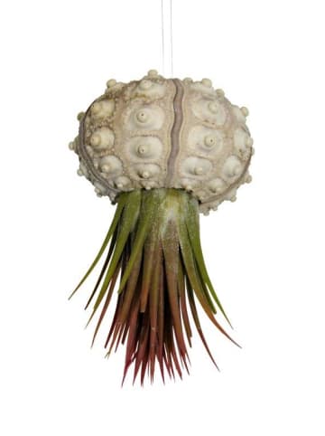 MeinVIPShop 1er Set Seeigelgehäuse Sputnik mit Tillansia rot