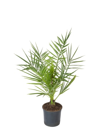 GARDENZO 4er-Set: Palmenmischung 