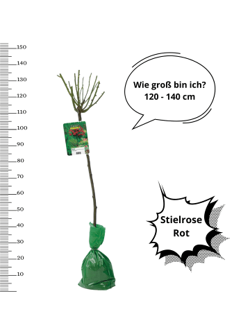 OH2 3er-Set: XXL Großblütige Stielrosen in Rot