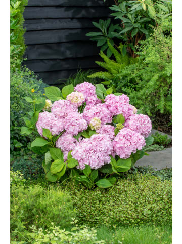GARDENZO 6er-Set: Hortensie (Hydrangea macrophylla) in Rosa