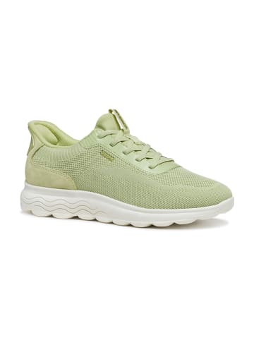 Geox Sportliche Schnürschuhe in Grün
