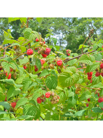 NatureNest Himbeeren Set 3 Rubus idaeus bio