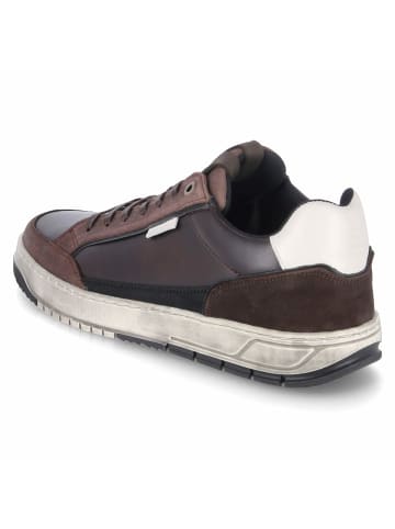 Bullboxer Low Sneaker in braun