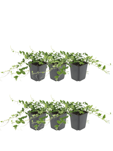 NatureNest Weißes Immergrün Set 6 Vinca minor Alba winterhart