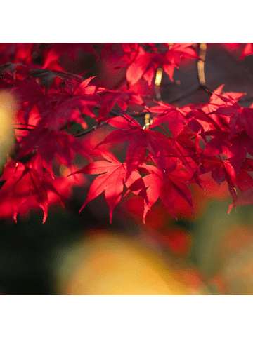 NatureNest Acer palmatum Atropurpureum Ahornpflanze in Rot Topf 19 cm Höhe 50 cm