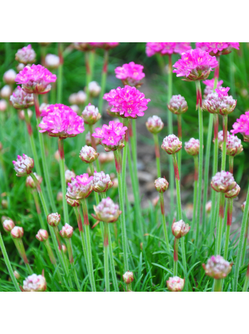NatureNest 3er: Set Armeria maritima Splendens Pflanzen in Rosa