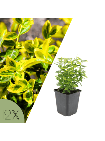NatureNest Spindelstrauch Emerald n Gold Set 12 Euonymus
