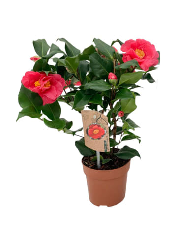 MeinVIPShop Kamelie rot 40cm