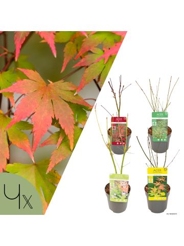 NatureNest 4er: Set Acer palmatum Ahornpflanzen Mix in Grün