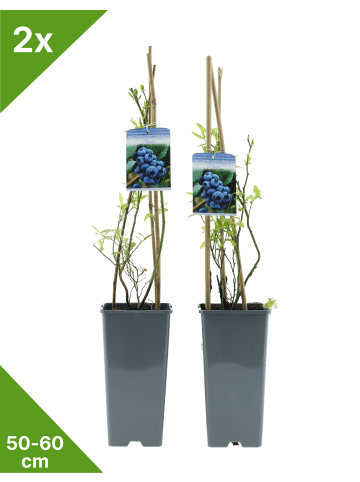 GARDENZO 2er-Set Blaubeere 50-60cm 2L Topf