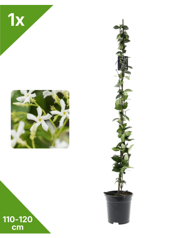 GARDENZO Sternjasmin 110-120cm 2L Topf