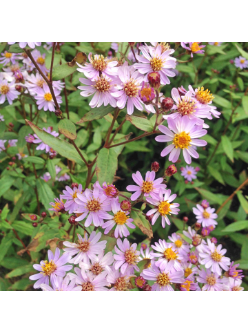 NatureNest 3er-Set: Knautia macedonica Staude mehrjährig winterhart in Rot