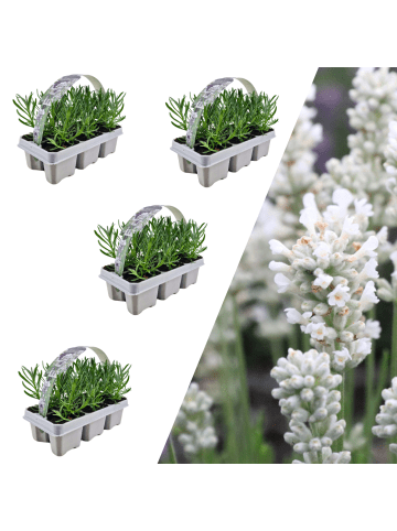 NatureNest 24 weisse Lavendelpflanzen Edelweiss