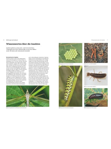 BLV Das große BLV Handbuch Insekten | Über 1360 heimische Arten, 3640 Fotos