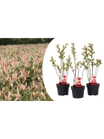 GARDENZO 3er-Set: Salix Buschpflanzen