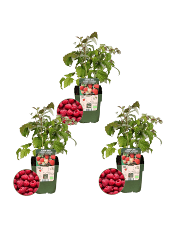NatureNest Himbeeren Set 3 Rubus idaeus bio
