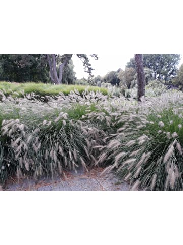 GARDENZO 8er-Set: Lampenputzergrases