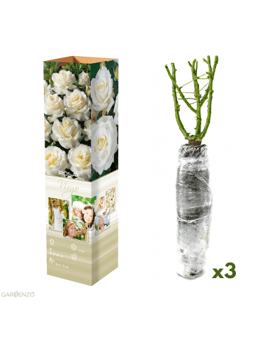 GARDENZO 3er-Set: Großblütige Rosen in Weiß