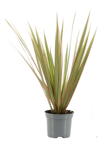 MeinVIPShop Drachenbaum Bicolor Zimmerpflanze