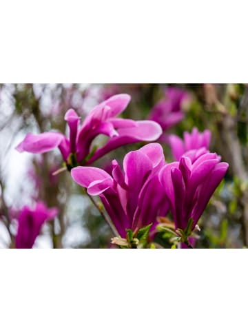 GARDENZO 3er-Set: Magnolien Susan in Rosa