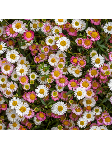 NatureNest 3er-Set: Erigeron karvinskianus Staude winterhart in Weiß