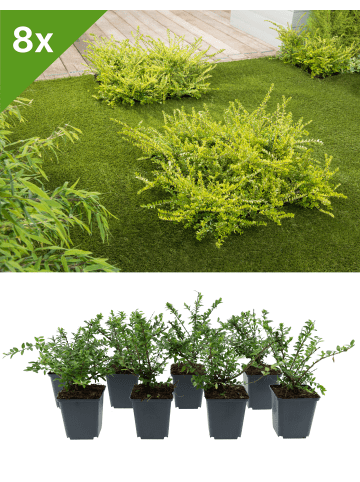 GARDENZO 8er-Set Heckenmyrte - pro m²