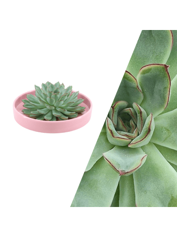 NatureNest Echte Sukkulente grün in rosa Keramikschale 
