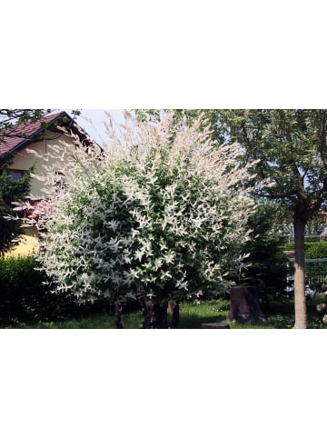 GARDENZO 4er-Set: XXL Salix Hakuro Nishiki in Rosa