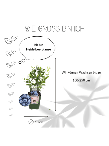 NatureNest 3 Heidelbeerpflanzen 