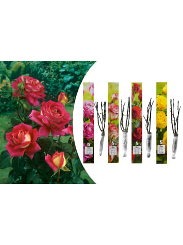 GARDENZO 4er-Set: Duftende großblumige Gartenrosen in Bunt