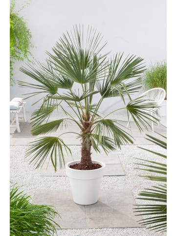 GARDENZO Trachycarpus fortunei Mittel 