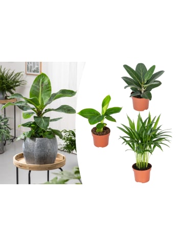 GARDENZO 3er-Set: Orientalische Zimmerpflanzen Set