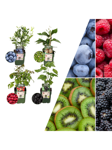 NatureNest Sommerfrüchte BIO-Obstpflanzen-Mix-Set mit 4 verschiedenen Sorten 