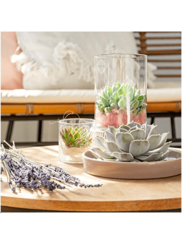 NatureNest Echeveria Lilacina Sukkulente in taupe Keramikschale