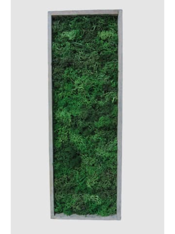 exotic living Moosbild mit echtem konserviertem Moos 40 x 14cm grau