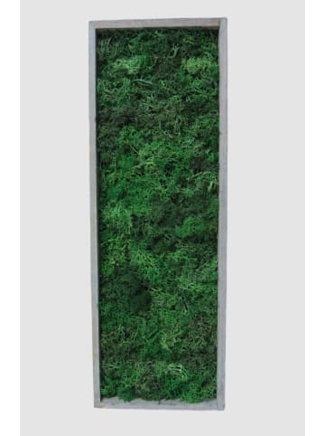 MeinVIPShop Moosbild mit echtem konserviertem Moos 40 x 14cm grau